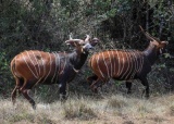 肯尼亚山地紫羚保护区题图.jpg