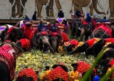 泰国庆祝大象日题图.jpg