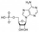 Chemical structure of adenosine monophosphate