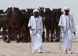 卡塔尔骆驼节题图.jpg