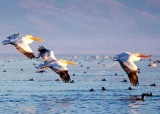 北马其顿多伊兰湖风光题图.jpg