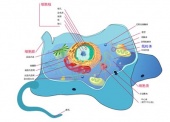 典型动物细胞结构图2.jpg