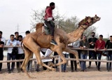 印度比卡内尔骆驼节题图.jpg