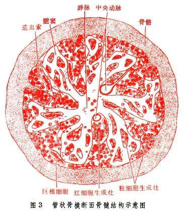造血组织.jpg