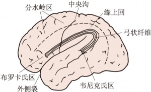 大脑的言语中枢定位.jpg