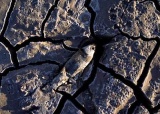 干涸的米德湖题图.jpg
