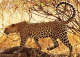 豹（动物）题图.jpg