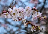 波兰什切青的樱花题图.jpg
