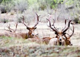 大青山保护区的麋鹿题图.jpg
