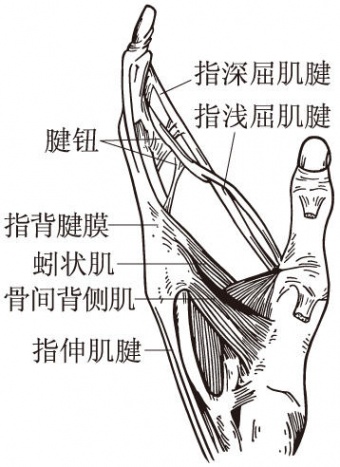 左侧示指的屈肌腱.jpg