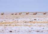 藏羚羊迁徙景观题图.jpg