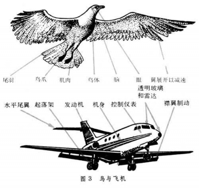 鸟与飞机.jpg