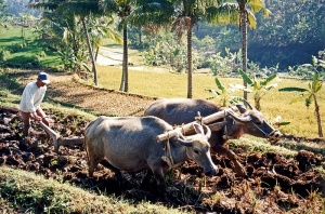 在爪哇使用水牛犁田，农业为过去数世纪最多人从事的产业。
