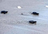 海龟向大海题图.jpg