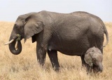非洲象题图.jpg